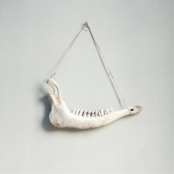 Found Vintage Animal Skull / Teeth, Jaw, Skeleton Piece