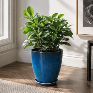 May include: A vibrant green leafy plant potted in a deep blue ceramic planter with a glossy finish and subtle black vertical streaks. The cylindrical pot sits on a matching circular saucer, housing a lush shrub with numerous pointed oval leaves.