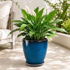 May include: A vibrant peace lily plant with lush green leaves and several white spathe flowers, potted in a glossy, deep blue ceramic planter that transitions to a darker rim, resting on a matching circular saucer base.
