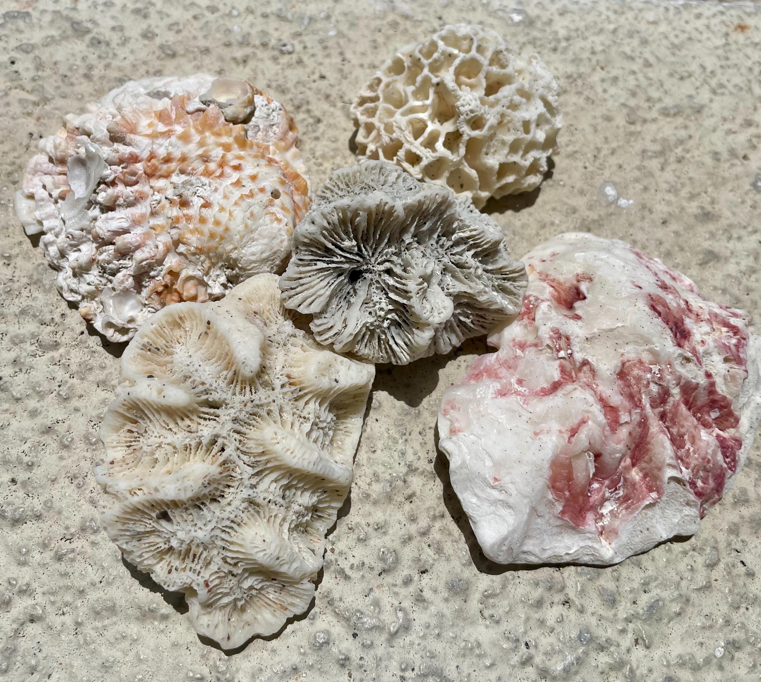 Aquarium Decor/ Coral/ Fossil/ Shells /Beach Theme/ Terrarium Decor/ Ocean Lover/ Beach House Decor/Wedding
