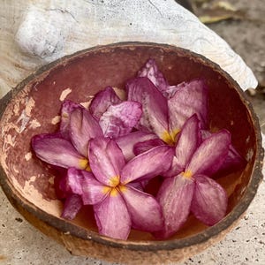 May include: A rustic coconut shell bowl filled with vibrant pink plumeria flowers. The flowers have yellow centers and are arranged inside the brown-edged bowl. A piece of white, textured shell is in the background.