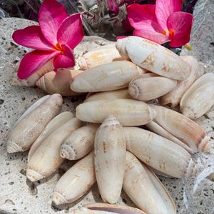 Florida SeaShells / Letteted Olives / 20 shells /  Beach Decor / Shell Crafting / Shell Gift / DIY