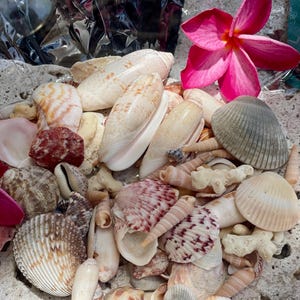 Puede incluir: Una colección de conchas marinas de diversas formas y colores, incluyendo blanco, beige y rosa, con una vibrante flor de plumeria rosa. Las conchas están dispuestas sobre una superficie texturizada y clara, creando una estética natural y playera.