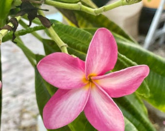 Getrocknete Plumeria Blütenblätter - Silica Konserviert - Lebendige natürliche Farbe (20 Blütenblätter)