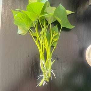 Okinawan Sweet Potato Slips, Organic, Fresh From Garden, Already Rooted, Sweet Potato Vines