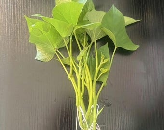 Okinawan Sweet Potato Slips, Organic, Already Rooted, Fresh From Garden