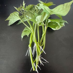 May include: A bundle of fresh sweet potato vine cuttings featuring vibrant green, heart-shaped leaves and smooth stems. Several of the stems display thin, white, hair-like roots emerging from the lower sections, indicating successful propagation.