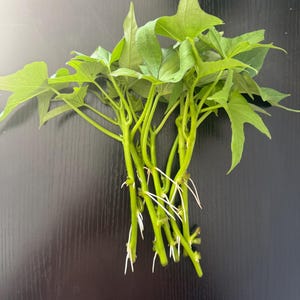 Garnet Sweet Potato Slips, organic, fresh from garden, already rooted