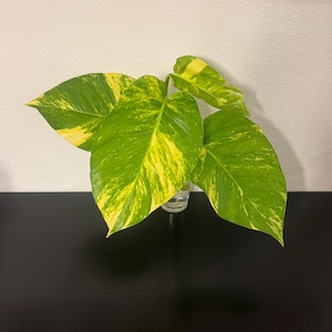 Big Hawaiian Golden Pothos Cutting, 1 Node Rooted, Epipremnum Aureum