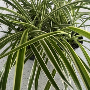May include: A close-up of a spider plant, a popular houseplant. The long, slender leaves are green with white stripes along the edges. The plant is in a black pot, and the leaves are cascading outwards.