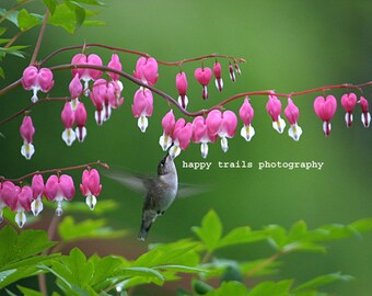 Hummingbird on Bleeding Heart Color Photograph - Ready for Framing - Print - Greeting Card
