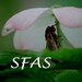 SFASCards