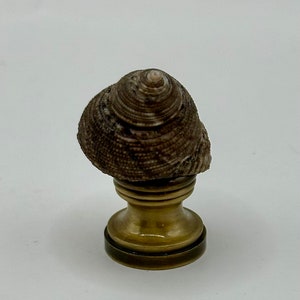 May include: A seashell finial with a brown and white pattern, mounted on a brass base.