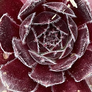 Sempervivum 'Leneca' | Color Changing Hens and Chicks Succulent
