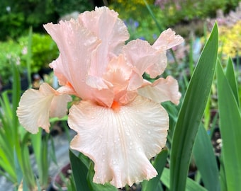 Iris 'Beverly Sills' | Bearded Iris, Reblooming