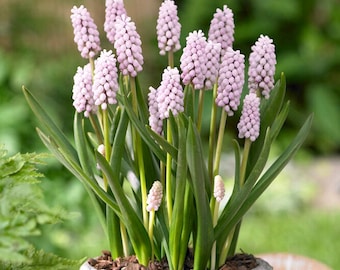 PRE-ORDER Fall Bulbs - Muscari 'Pink Sunrise' | Light Pink Grape Hyacinth | Spring Blooms