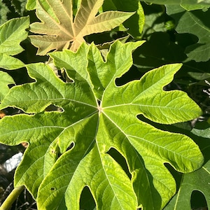 May include: A vibrant green, deeply lobed leaf with prominent veins and a textured surface. The leaf features a distinct palmate shape with several pointed segments radiating from a central point, illuminated by bright, direct sunlight.