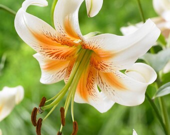 Lilium martagon 'Lady Alice' | Turk’s Cap Lily