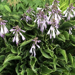 PRE-ORDER Fall Bareroot - Hosta &#39;Praying Hands&#39; | Unique Hosta | Wavy Foliage | Flowering Shade Perennial | USDA Zones 3–9