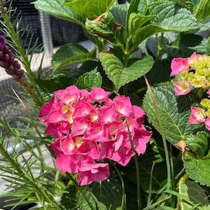 Hydrangea macrophylla 'Glowing Embers' | Pink Flowering Mophead Hydrangea - 1 gallon pot