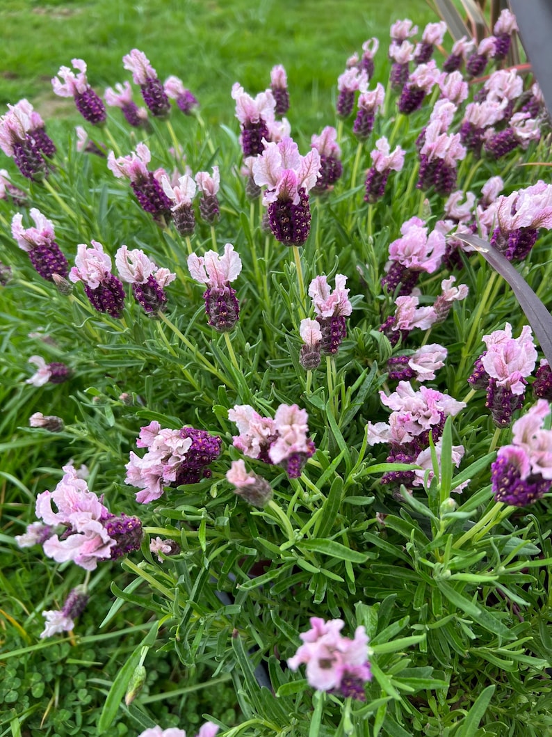 Lavender Raspberry Ruffles Lavandula Stoechas 'boysenberry Ruffles' | Spanish Lavender, Highly ...