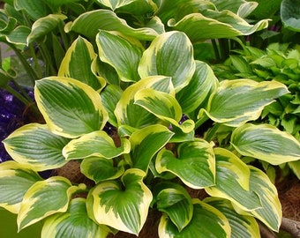 Hosta 'Queen Josephine' | Medium Variegated Plantain Lily - Fall 2026 Pre-Order