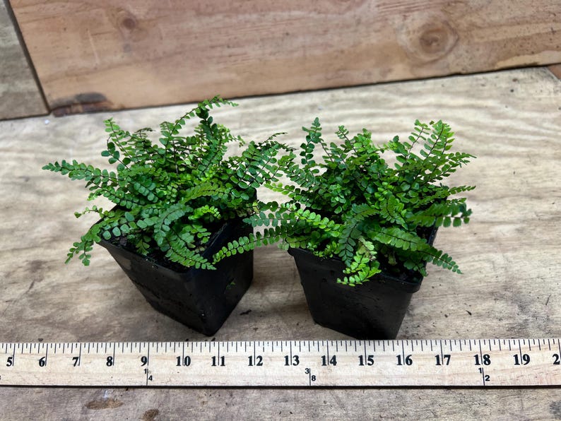Plantingpartners Asplenium trichomanes Maidenhair Spleenwort - Thumbnail 3