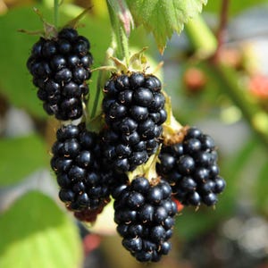 May include: Close-up of ripe blackberries on a vine. The berries are a deep, glossy black, clustered together. Green leaves and stems provide a natural backdrop. The image highlights the texture and color of the fruit.