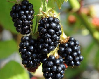 May include: Close-up of ripe blackberries on a vine. The berries are a deep, glossy black, clustered together. Green leaves and stems provide a natural backdrop. The image highlights the texture and color of the fruit.