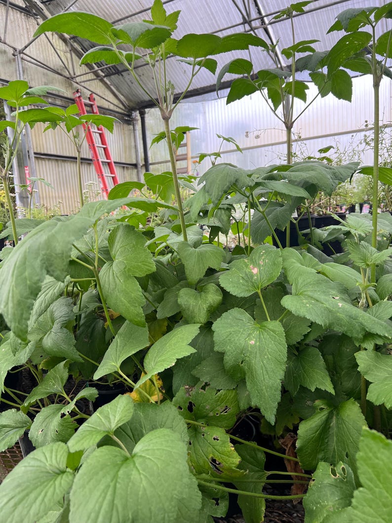 Plantingpartners Anemone Whirlwind - Thumbnail 3
