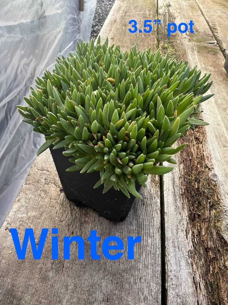 Delosperma Jewel of the Desert Series | Ice Plant, Evergreen Succulent ...
