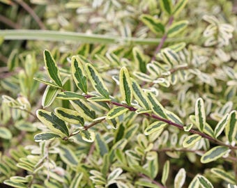 Lonicera Nitida 'lemon Beauty' | Variegated Box Honeysuckle, Compact  Evergreen Shrub - 3.5" Pot - Etsy