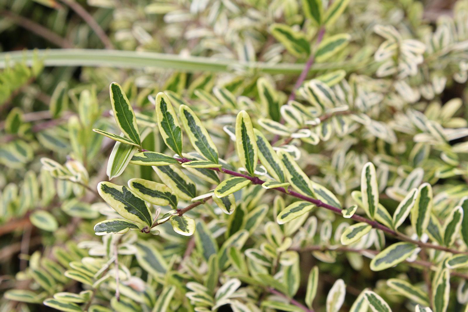 clethra plants Clethra alnifolia 'Caleb'--PP21589 Vanilla Spice® – Camellia Forest Nursery