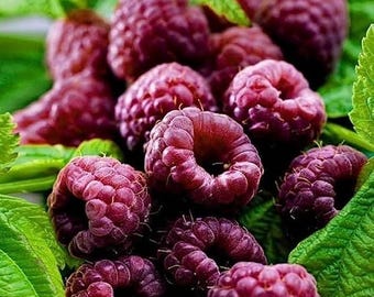 May include: A close-up shot of ripe, dark red raspberries. The berries are clustered together, showcasing their textured surfaces and hollow centers. Vibrant green leaves surround the fruit, creating a natural and fresh composition. The image highlights the freshness of the raspberries.