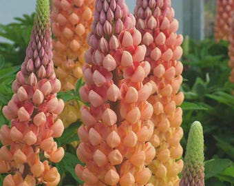 Lupinus « Série Westcountry » | Lupin - Pot de 1 gallon