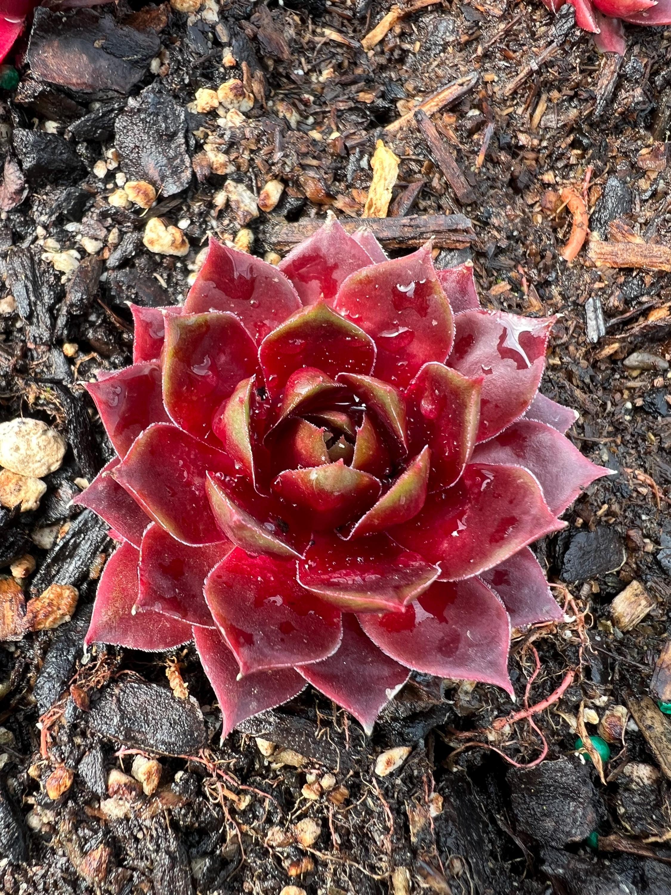 Sempervivum 'silver King' | Color Changing Hens and Chicks Succulent - Etsy