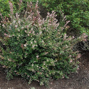 Vaccinium ovatum | Evergreen Huckleberry | Edible Huckleberry Shrub | Pacific Northwest Native | USDA Zones 7-9