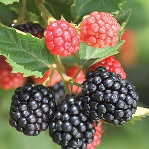 Puede incluir: Primer plano de una planta de moras y frambuesas. La imagen muestra racimos de moras maduras, de color p&uacute;rpura oscuro, y frambuesas de color rojo brillante. Las hojas y los tallos verdes proporcionan un tel&oacute;n de fondo natural, con un fondo suave y borroso.