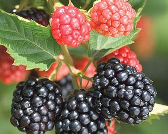 May include: Close-up of a blackberry and raspberry plant. The image shows clusters of ripe, dark purple blackberries and bright red raspberries. Green leaves and stems provide a natural backdrop, with a soft, blurred background.