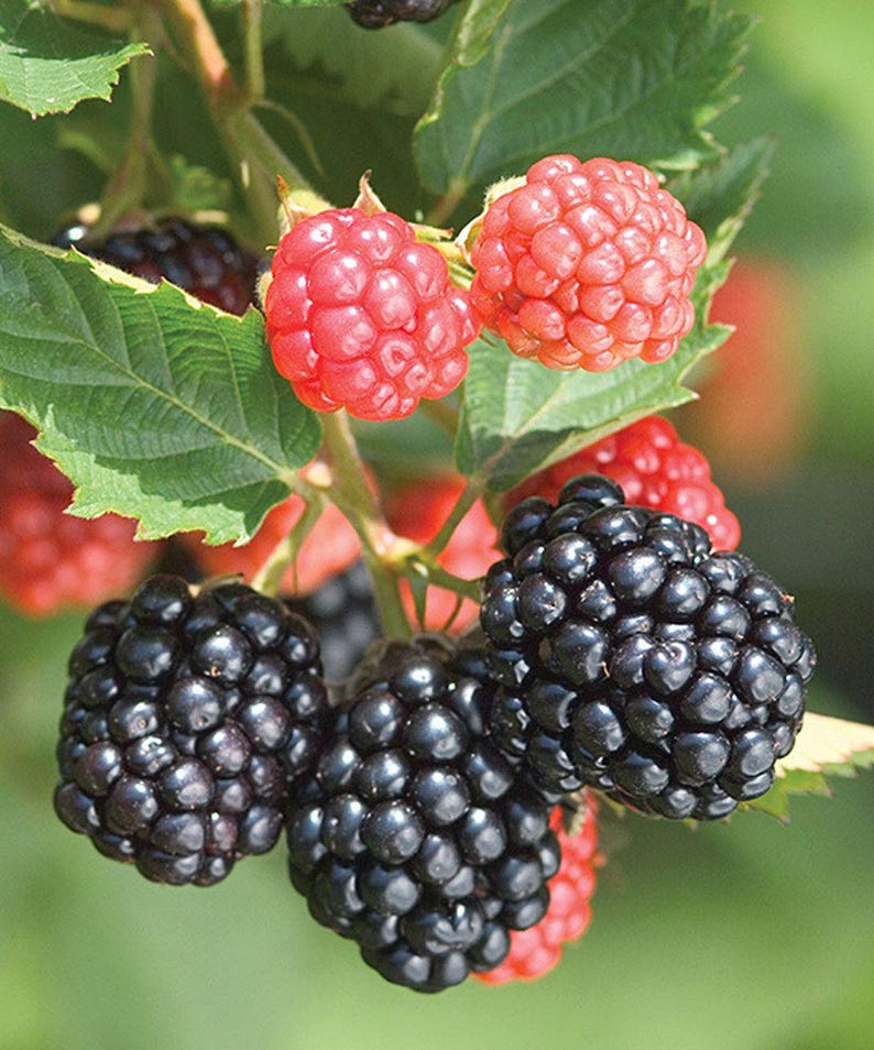 Puede incluir: Primer plano de una planta de moras y frambuesas. La imagen muestra racimos de moras maduras, de color p&uacute;rpura oscuro, y frambuesas de color rojo brillante. Las hojas y los tallos verdes proporcionan un tel&oacute;n de fondo natural, con un fondo suave y borroso.