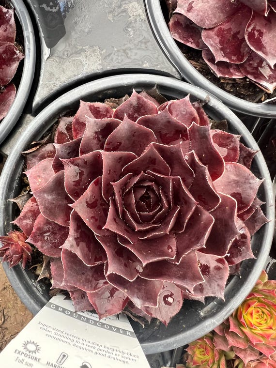 happy bean succulent 7in Long Happy Bean Succulent Pick, Case of 12  Jamali Garden