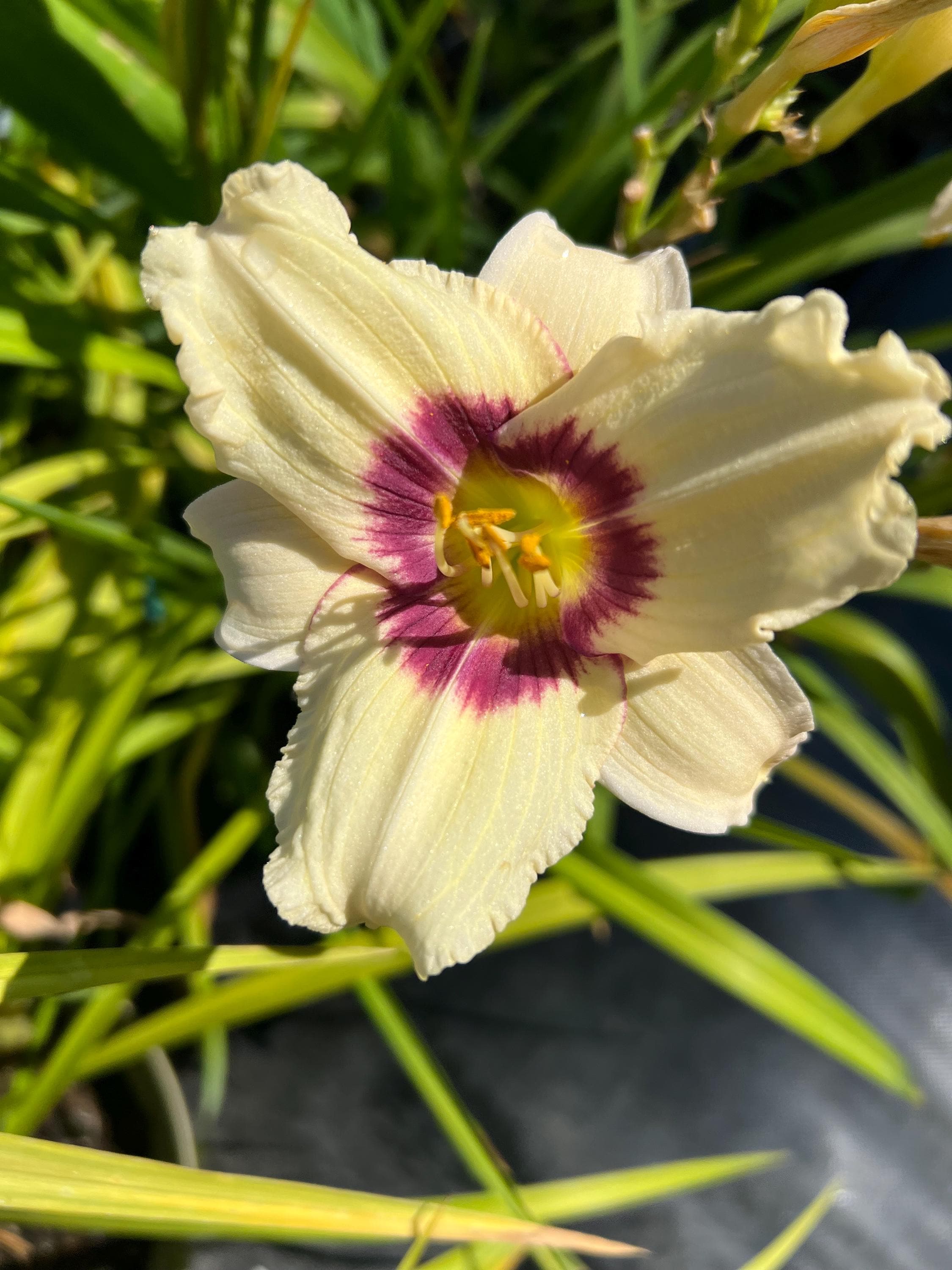 Hemerocallis 'pandora's Box' | Creamy White Daylily With Purple