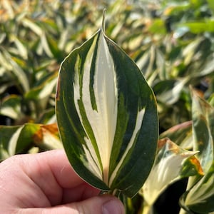 Hosta &#39;Sting&#39; | Small Variegated White and Green Hosta | Flowering Shade Perennial | Dwarf Variety