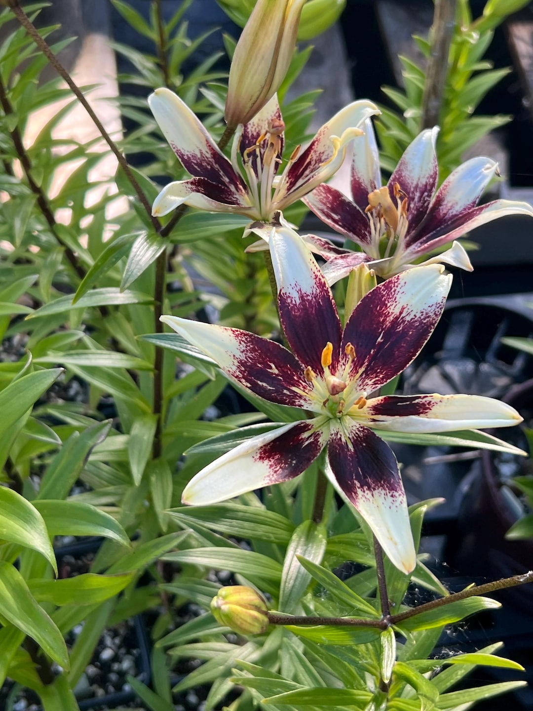 Lilium A 'netty's Pride' | Striking Multicolored Asiatic Lily, Unique Cut  Flower - Etsy