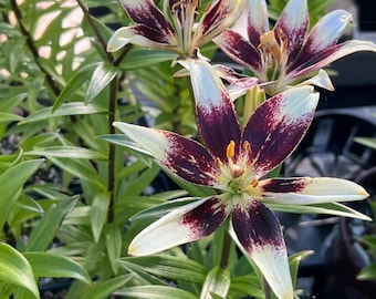 Lilium A 'netty's Pride' | Striking Multicolored Asiatic Lily, Unique Cut  Flower - Etsy Canada