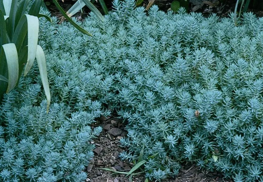 Sedum reflexum 'Blue Spruce' | Blue Stonecrop | Evergreen | Drought-Tolerant Succulent Groundcover | USDA Zones 4–9