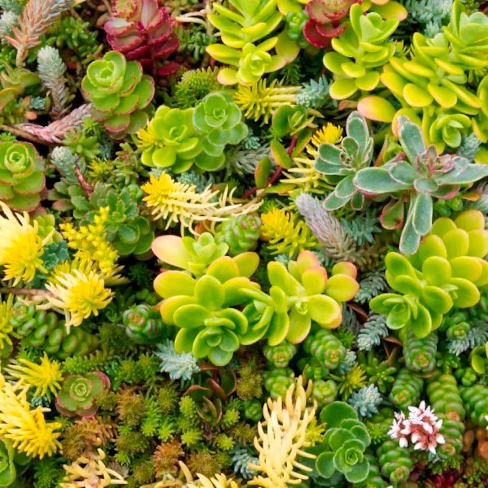 Sedum Varieties | Multiple Different Varieties | Grower’s Choice Sedum