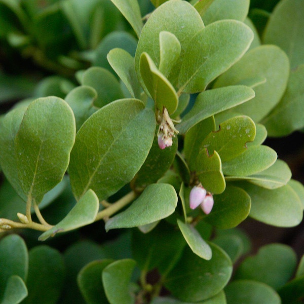 Arctostaphylos x 'Panchito' | Panchito Manzanita, Evergreen Native Plant