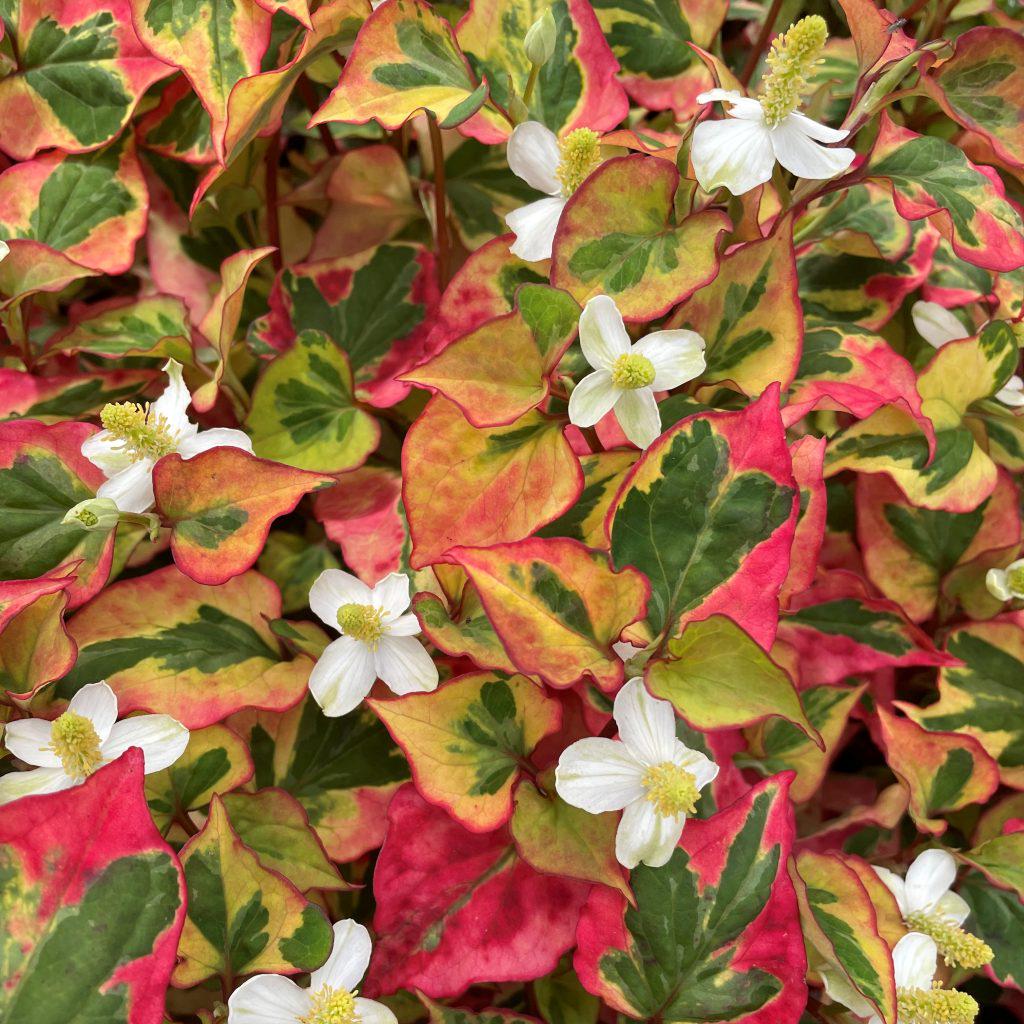 Houttuynia Cordata 'chameleon' | Chameleon Plant - Etsy