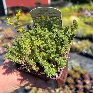 Sedum tschernokolevii, Tasteless Stonecrop Succulent, Cold Hardy Evergreen Carpet Sedum Groundcover, Sedum sexangulare, live plant